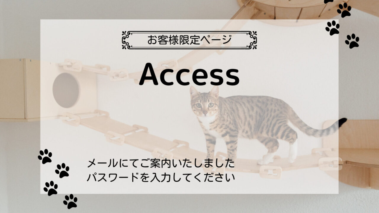 アクセス猫